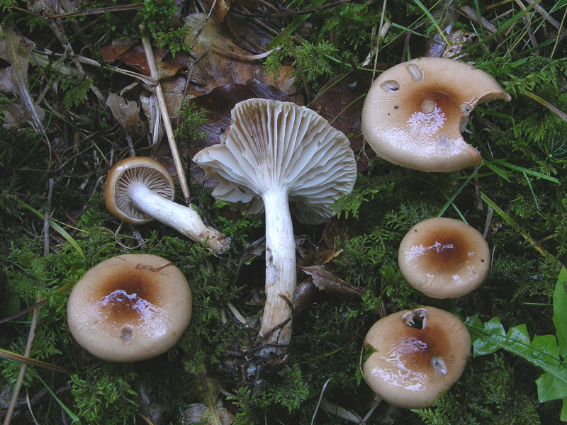 Hygrophorus discoideus